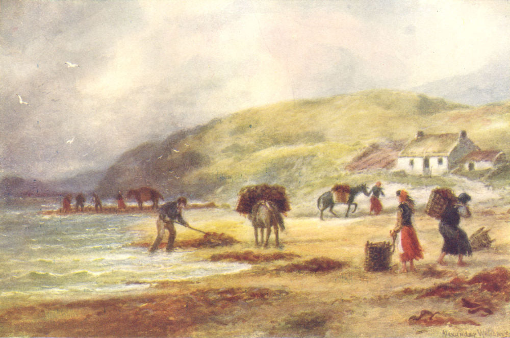 CONNAUGHT. Wrack (seaweed) gathering on the West Coast. Donkeys. c1912 print